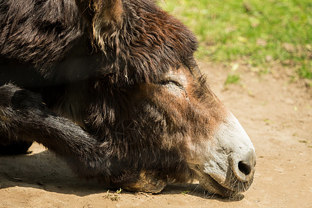 日晒中的驴头农场毛皮幸福头发哺乳动物国家牧场乐趣棕色白色图片