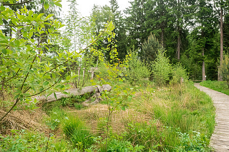 巴伐利亚巴德费伦巴赫摩尔公园的压抑蓝色森林植物花园植物群天空生态场景环境叶子图片