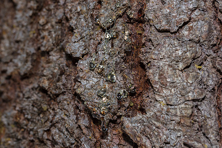 树干上有许多树脂滴流动植物金子材料化石木头矿物琥珀色树液液体图片