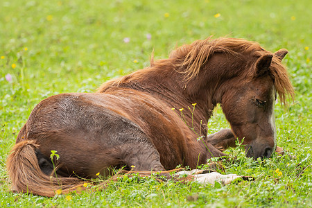 棕色马匹躺在绿草地上场地动物农场家畜绿色哺乳动物牧场孤独乡村农村图片