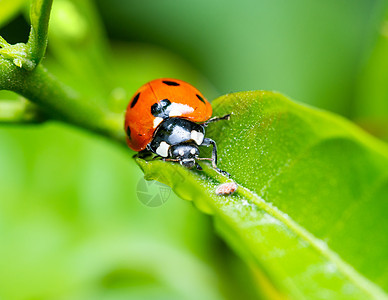 草叶上的草地野生动物生物学叶子漏洞绿色生活甲虫季节花园图片