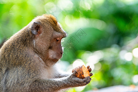 巴厘乌布德猴林的马卡克猴子荒野野生动物食物避难所热带旅行灵长类成人哺乳动物乌布图片