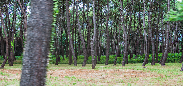 卡纳克附近有灌木的稠密松林松树林草药森林松树背景图片