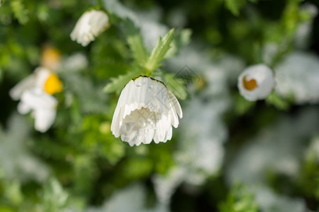 雪下泉水的早期花朵季节团体生活宏观叶子植物群花园雏菊火花水晶图片