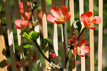 树上盛开的美丽的花朵水果叶子花园花坛季节花瓣花店生长植物群植物图片