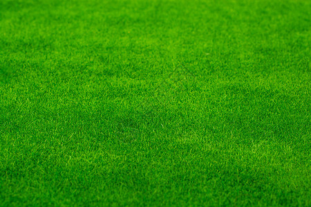 绿草植物场地生长草地生态绿色环境图片