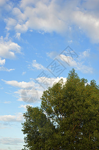 大树自然阳光草地植物天空孤独力量生态地球树干图片