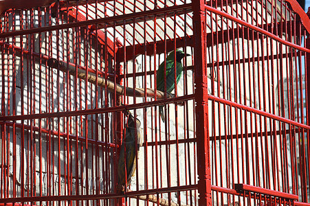 笼子里的鸟金属入口古董鸟笼栅栏宠物羽毛航班俘虏监狱图片