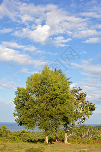 大树力量草地农村场地生长天空季节叶子植物森林图片