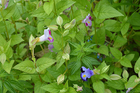 花朵托伦尼亚四尼埃里蓝翼紫色季节园艺植物群植物学花束场地叶子叉骨图片