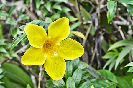 黄黄角花植物学园艺环境芳香花坛植物群疗法草本植物季节花园图片