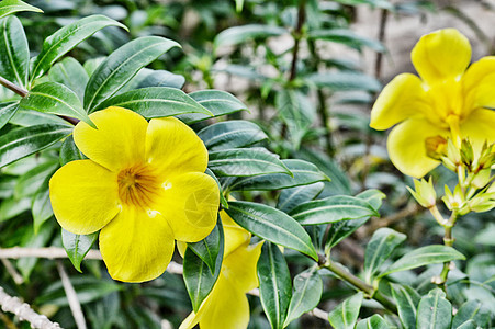 黄黄角花花坛疗法园艺危险烟草运动花园草本植物植物阿托品图片