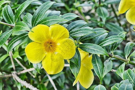 黄黄角花阿托品环境花瓣疗法家庭植物学花园喇叭季节芳香图片