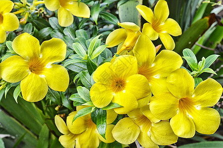 黄黄角花园艺花坛植物花园花瓣草本植物喇叭运动季节烟草图片