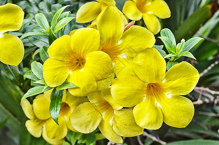 黄黄角花危险花园植物学环境家庭喇叭草本植物园艺烟草花坛图片