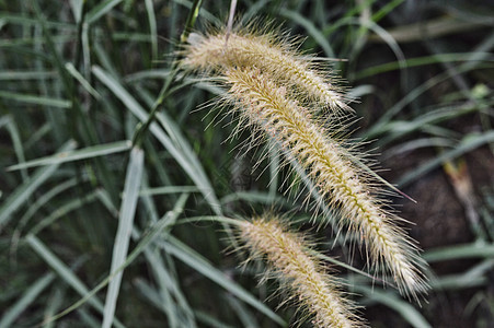 杂草草活力场地生长花园草地叶子荒野牧草阳光植物群图片