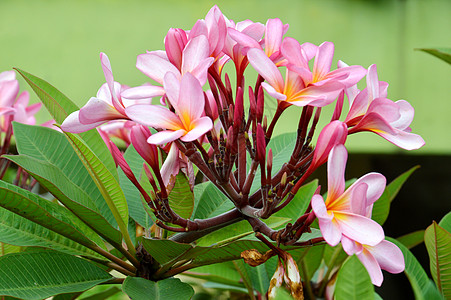 弗朗比帕尼花朵植物异国热带香味温泉植物学情调花园叶子小路图片
