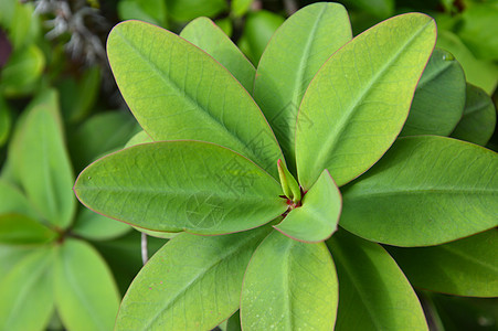 种在坡上装饰花盆植物学园艺陶器花园风格衬套环境房子图片