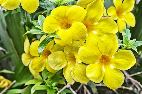 黄黄角花植物群花束芳香阿托品花瓣喇叭花坛烟草花园疗法图片