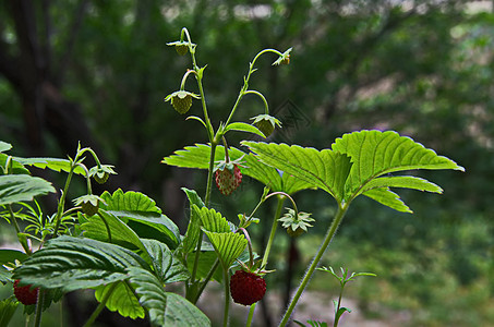 春季展望背景下的里普和绿色野生草莓果子食物水果植物学植物树叶阳台叶子季节植被芳香图片