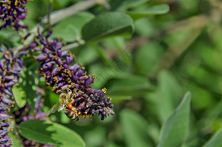 蜜蜂的宏特写 从紫花中收集花粉图片