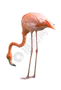 孤立的flamamingo鸟动物园羽毛活力红色热带动物动物群粉色白色情调背景图片