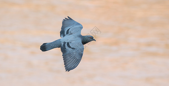 飞鸽鸟野生动物羽毛灰色栖息动物荒野鸟类蓝色翅膀飞行图片