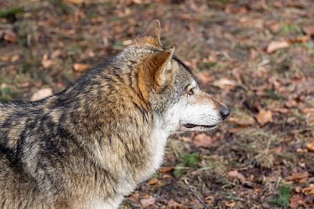 侧面的狼头力量俘虏生物橙子毛皮耳朵野生动物森林危险荒野图片