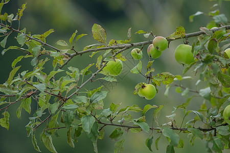 充满成熟绿苹果的树枝树木花园收成叶子水果农场季节食物植物苹果树图片