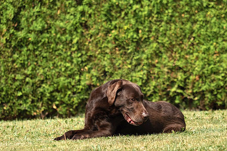 一个古老的棕色拉布拉多人 在花园里找寻巧克力宠物家庭成人眼睛运动动物哺乳动物犬类男性图片