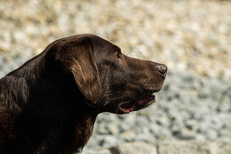 旧的棕色拉布拉多动物花园猎犬巧克力实验室运动毛皮家庭哺乳动物宠物图片