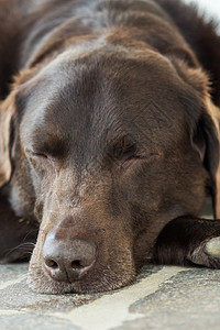旧的棕色拉布拉多犬类场地花园朋友毛皮男性动物幸福宠物运动图片