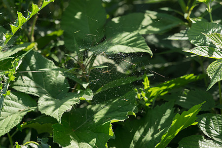 绿叶之间有网的蜘蛛图片