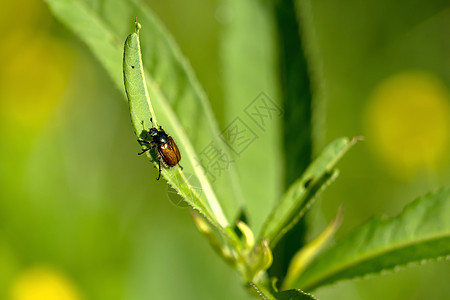 自然的叶子上的甲虫生物学生物园艺环境漏洞天线微距树叶照片绿色图片