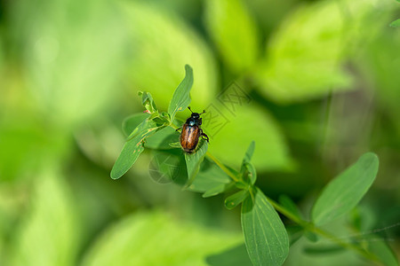 自然的叶子上的甲虫生物漏洞环境树叶荒野绿色天线动物群微距棕色图片