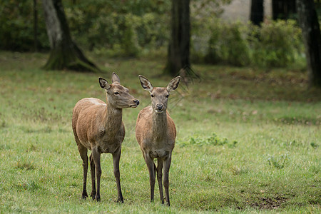 两只美丽的鹿 在绿草地上生活成人树木分支机构鼻子野生动物毛皮耳朵森林女性图片