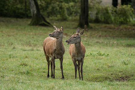 两只美丽的鹿 在绿草地上野生动物成人树木森林场地动物草原哺乳动物耳朵土地图片