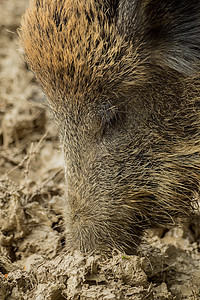 一只野猪在湿泥里寻找食物农业公园配种糊状哺乳动物猪头鼻子猪肉农场森林图片