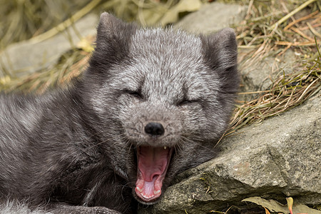 极地狐狸躺在岩石上捕食者自然黑狐婴儿生物学环境野生动物小狗生态哺乳动物图片