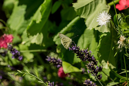 野花园的一只美丽的蝴蝶植物群野生动物动物昆虫季节翅膀漏洞晴天生活花园图片