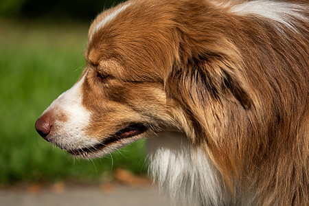 澳大利亚牧羊人头部的贴近行动犬类动物安全幸福皮带活力毛皮朋友哺乳动物图片