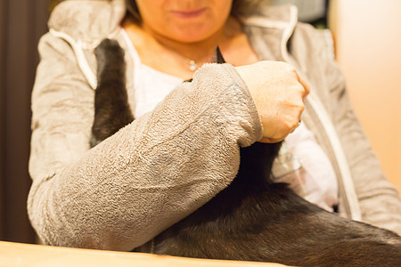 女人握着放松的猫在手臂上眼睛宠物猫科小猫耳朵爪子动物鼻子灰色虎斑图片