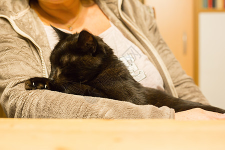 女人握着放松的猫在手臂上动物毛皮头发灰色猫咪眼睛爪子虎斑猫科宠物图片
