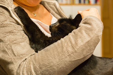 女人握着放松的猫在手臂上虎斑动物小猫鼻子宠物耳朵黑色灰色毛皮尾巴图片