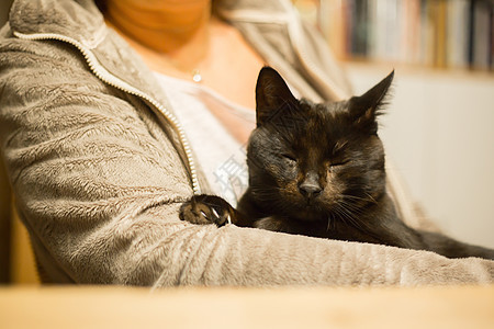 女人握着放松的猫在手臂上灰色尾巴猫科黑色哺乳动物毛皮晶须宠物胡须虎斑图片