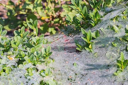 灌木丛里充满了蜘蛛网和露水花园灌木环境小路蜘蛛百里香花朵草本植物植物衬套图片
