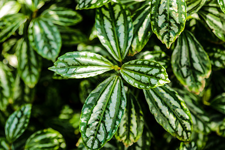 铝植物叶子背景 栽培的热带植物花园公园西瓜白色树叶植物学园艺房子生长绿色图片