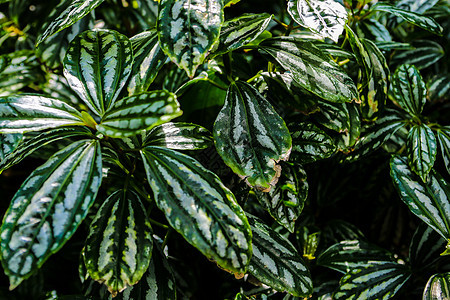 植物装饰厂的贫乏叶子树叶生长绿色花园植物学植物热带墙纸衬套白色图片
