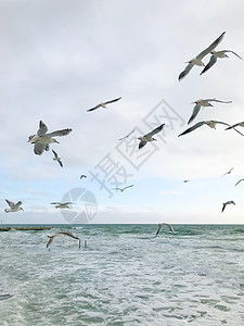 海鸥飞越海面自由空气白色海洋羽毛天空荒野海滩海岸野生动物图片