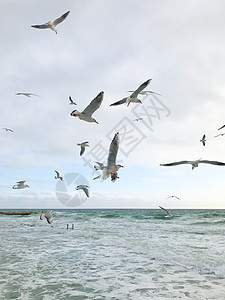 海鸥飞越海面航班野生动物动物白色海滩海岸天空羽毛荒野空气图片